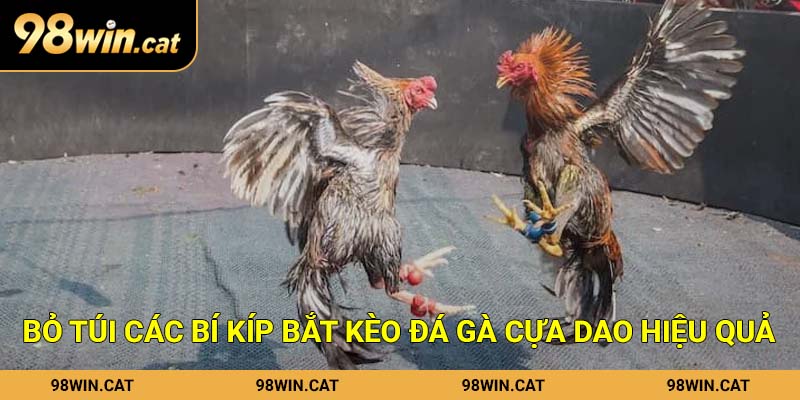 Bỏ túi các bí kíp bắt kèo đá gà cựa dao hiệu quả