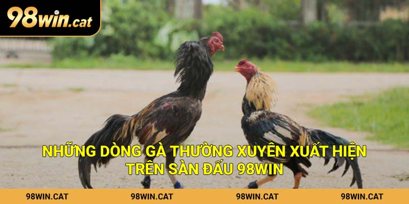 Những dòng gà thường xuyên xuất hiện trên sàn đấu 98Win
