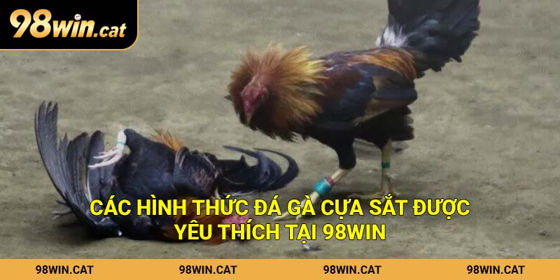 Các hình thức đá gà cựa sắt được yêu thích tại 98Win