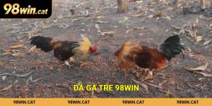 Đá gà tre