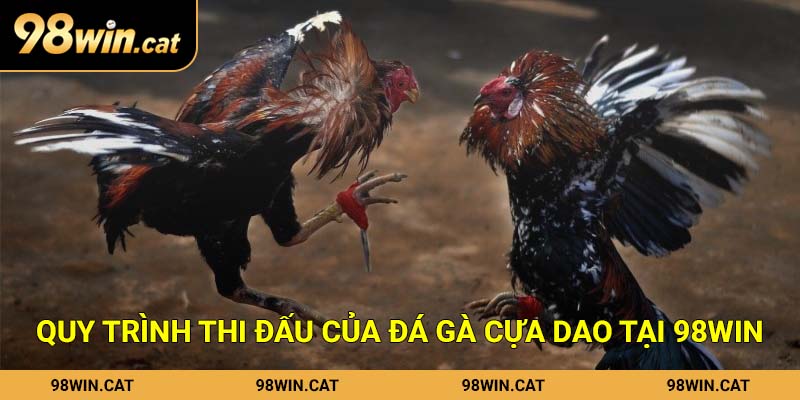 Quy trình thi đấu của đá gà cựa dao tại 98Win